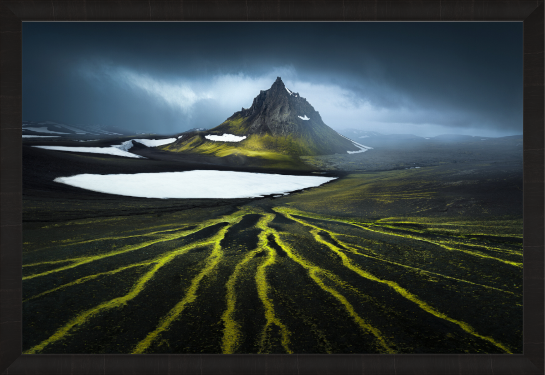 Main image The Octopus — Limited Edition Fine Art Print