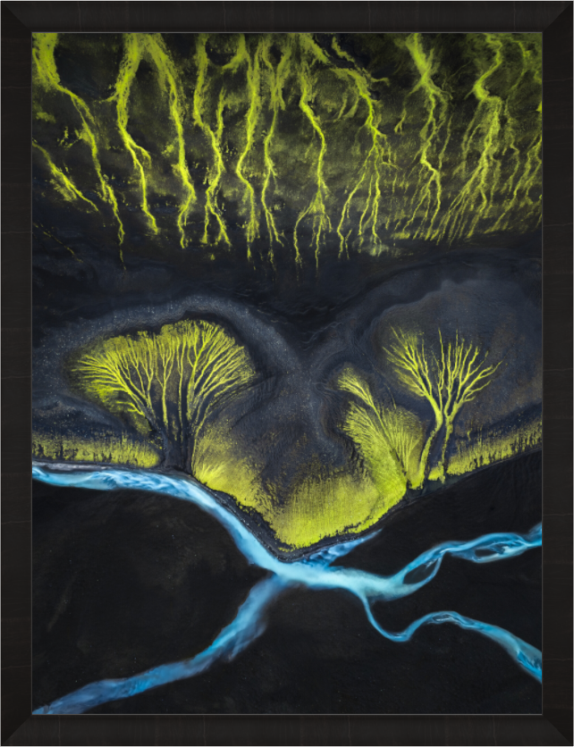 Main image The Rainforest — Exclusive Limited Edition Fine Art Print